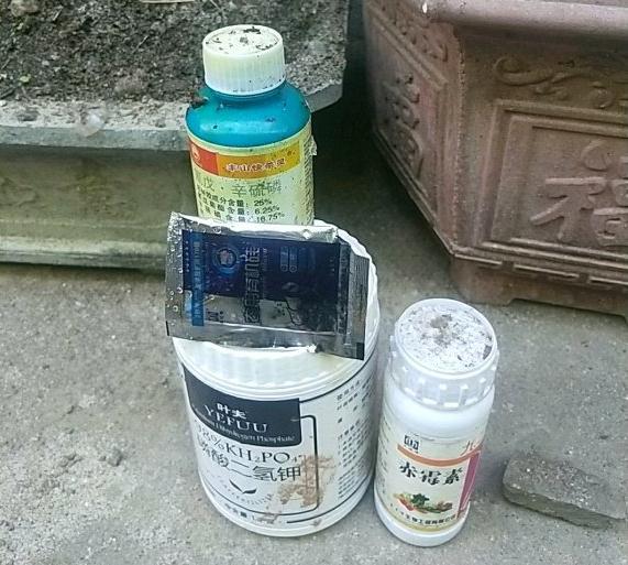 金弹子下山桩是先长根 还是先来芽