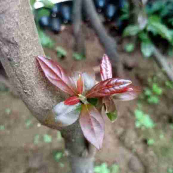 金弹子下山桩生桩发芽容易 生根难