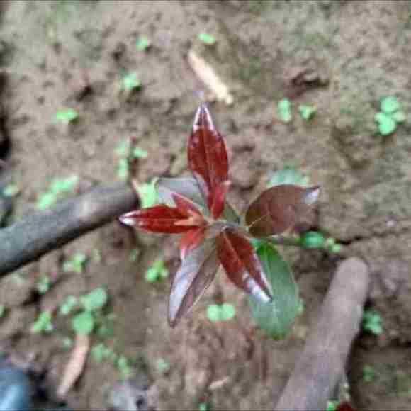 金弹子下山桩生桩发芽容易 生根难
