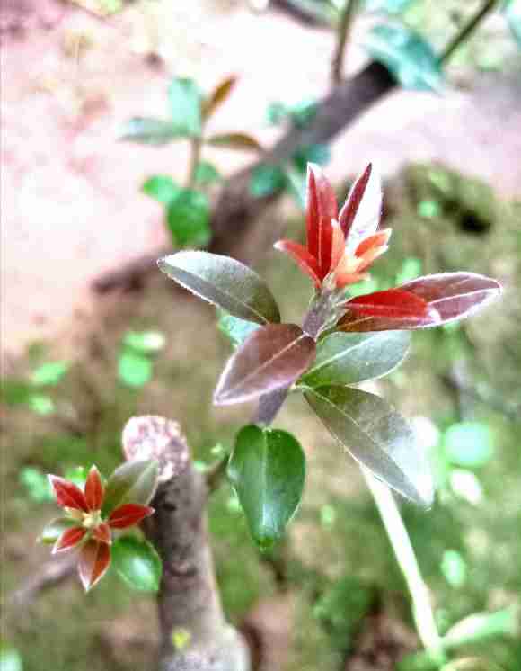 金弹子下山桩生桩发芽容易 生根难