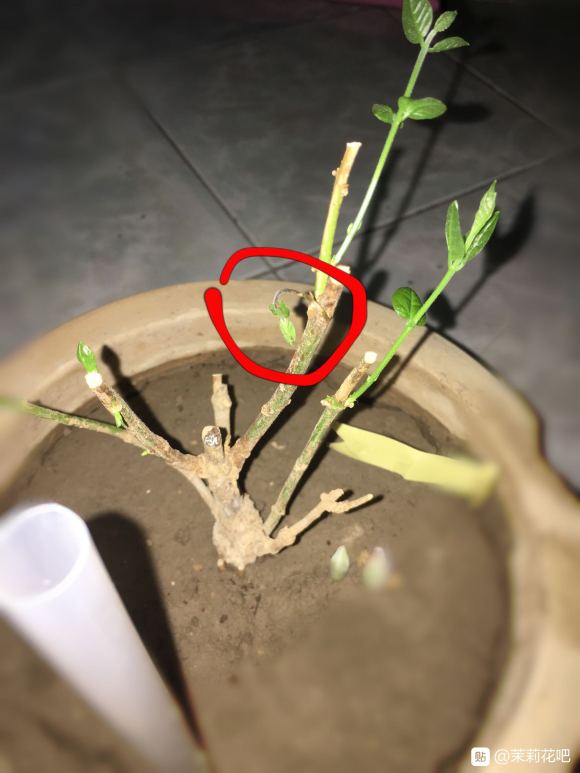 茉莉花下山桩老桩发芽后 出现枯萎