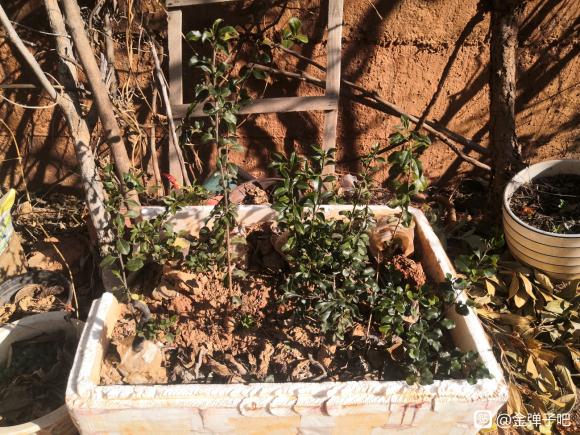 金弹子下山桩生桩怎么换盆的方法