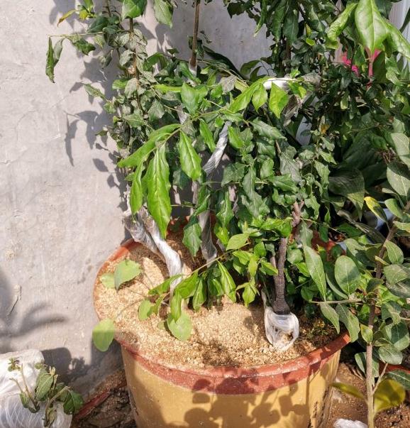 金弹子下山桩新桩养多久可以换盆