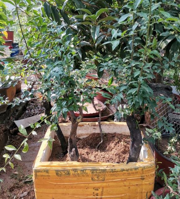 金弹子下山桩新桩养多久可以换盆