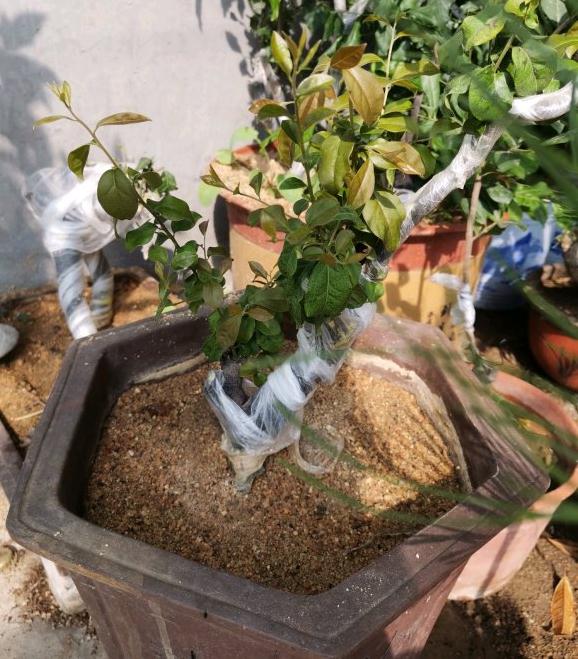 金弹子下山桩新桩养多久可以换盆