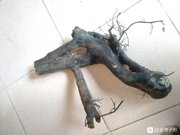 种了1年的金弹子下山桩生桩怎么换盆