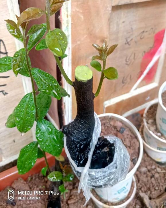 金弹子下山桩生桩来芽后怎么换盆