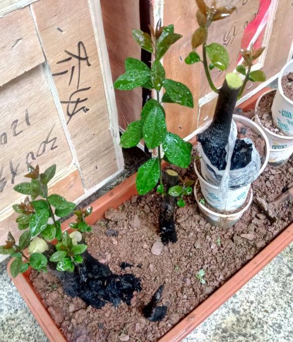 金弹子下山桩生桩来芽后怎么换盆