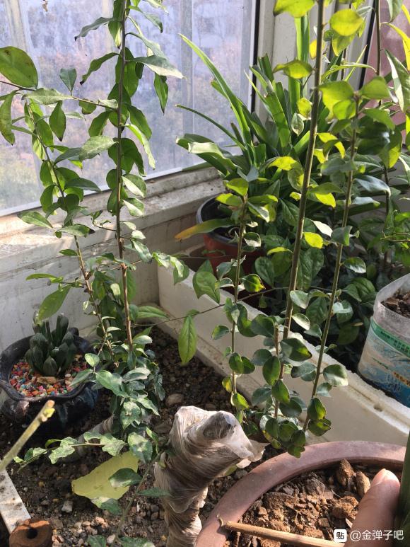 金弹子下山桩生桩 今年能换盆吗