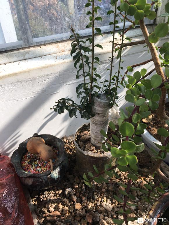 金弹子下山桩生桩 今年能换盆吗