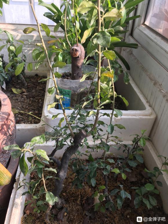 金弹子下山桩生桩 今年能换盆吗