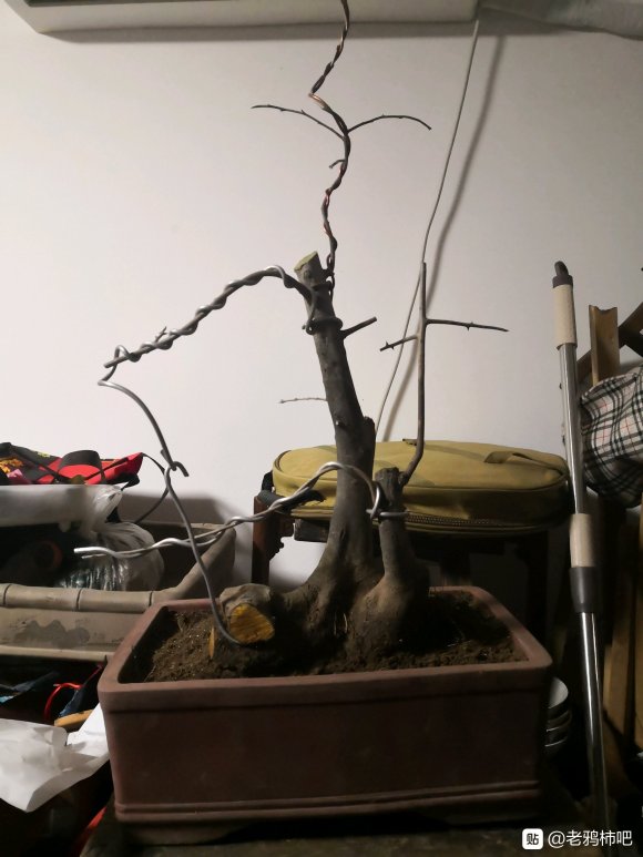 老鸦柿下山桩怎么换盆整理的方法