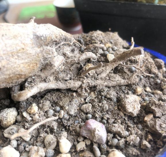 金弹下山桩熟桩换盆后如何施肥 图片