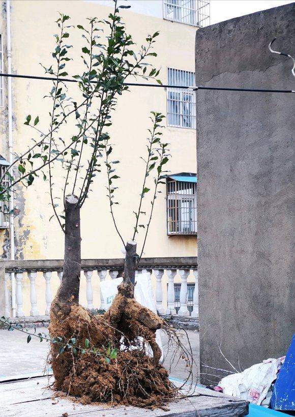 金弹子下山桩生桩怎么造型