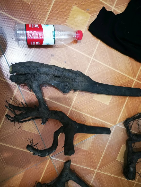 金弹子下山桩生桩怎么造型