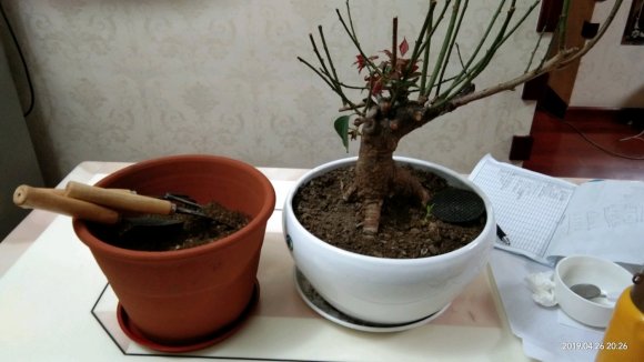 梅花下山桩终于长枝叶了这么换盆修根