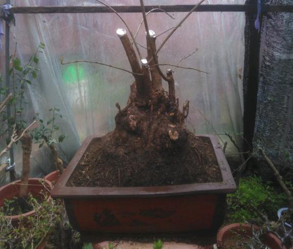 金弹子下山桩熟桩换盆时间是什么时候