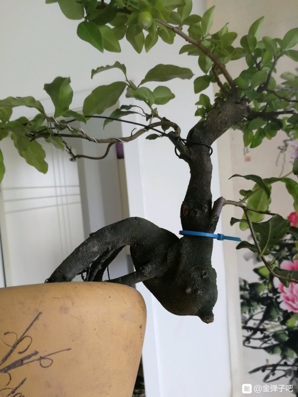 坨坨金弹子下山桩怎么换土换盆