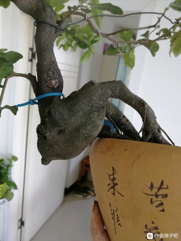 坨坨金弹子下山桩怎么换土换盆