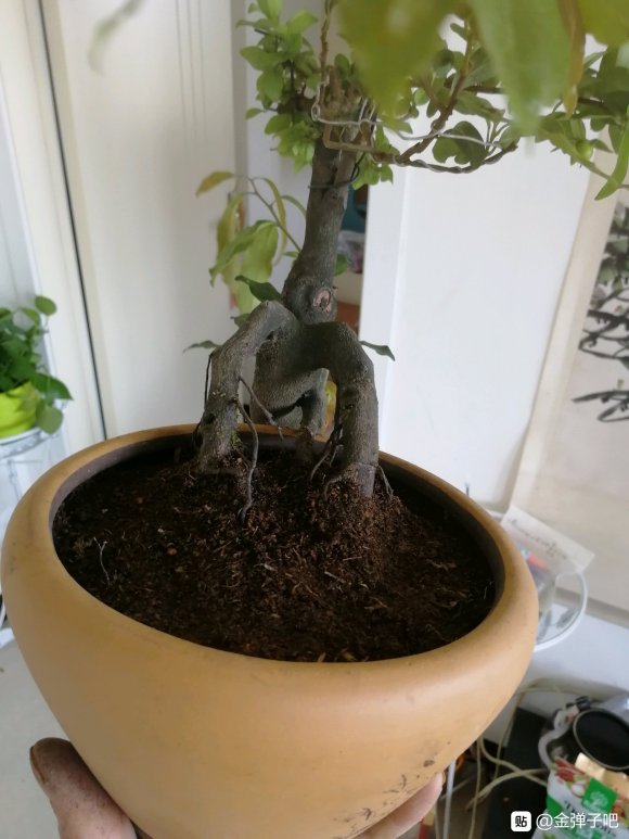 坨坨金弹子下山桩怎么换土换盆