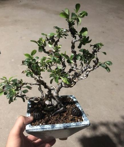 长寿梅下山桩怎么修根换盆的方法 图片