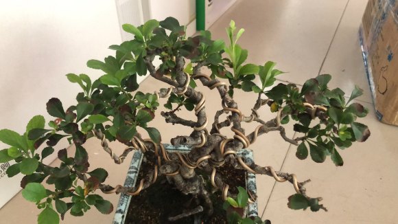 长寿梅下山桩怎么修根换盆的方法 图片