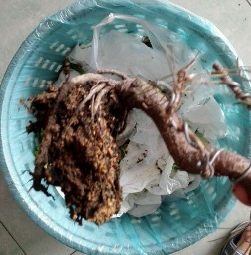 黑松下山桩怎么换盆修根的方法 图片