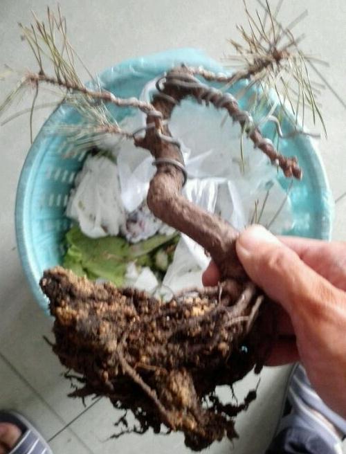 黑松下山桩怎么换盆修根的方法 图片