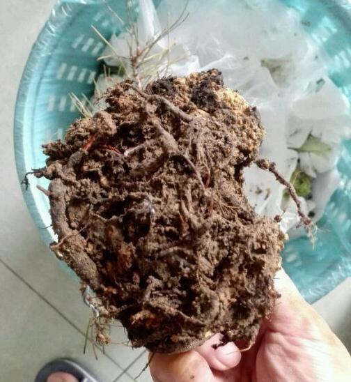 黑松下山桩怎么换盆修根的方法 图片