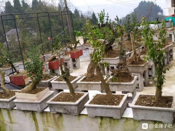 金弹子下山桩大桩在地里怎么换盆嫁接
