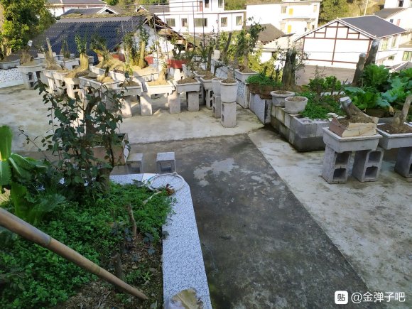 金弹子下山桩大桩在地里怎么换盆嫁接