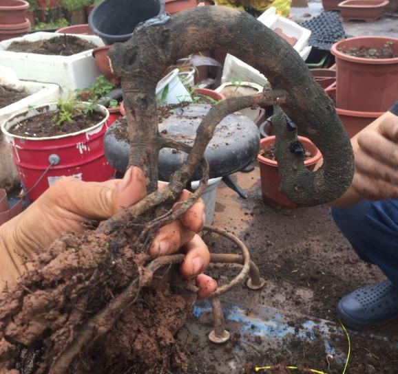 金弹子母下山桩怎么修剪定枝换盆