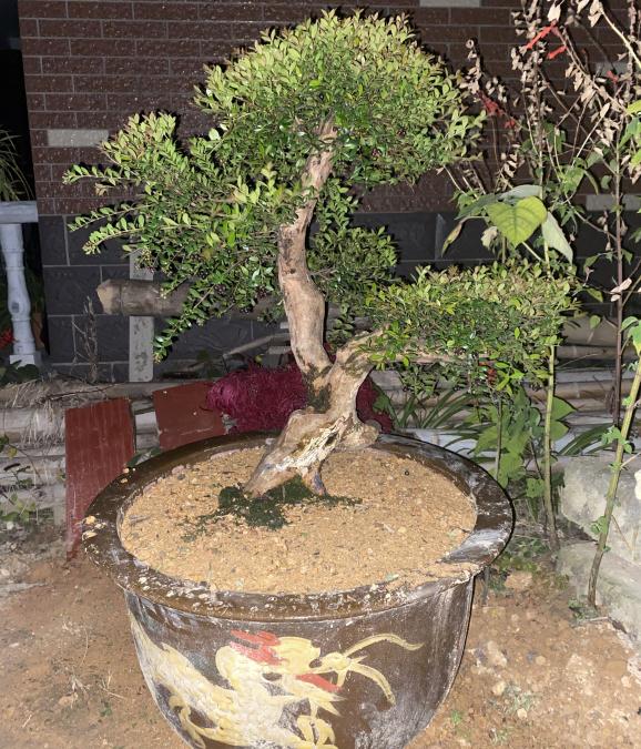 11月 赤楠下山桩熟桩可以换盆吗