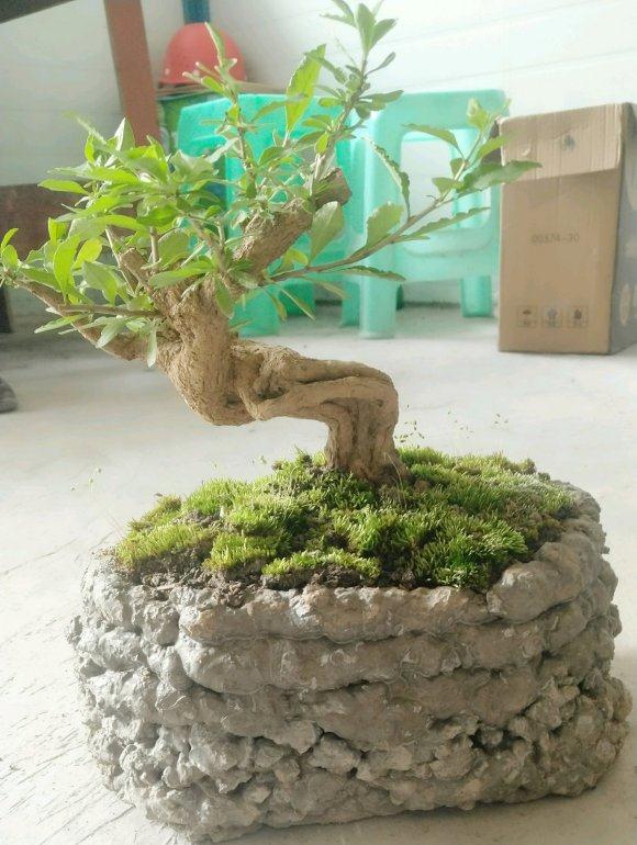 枸杞下山桩什么时候可以换盆