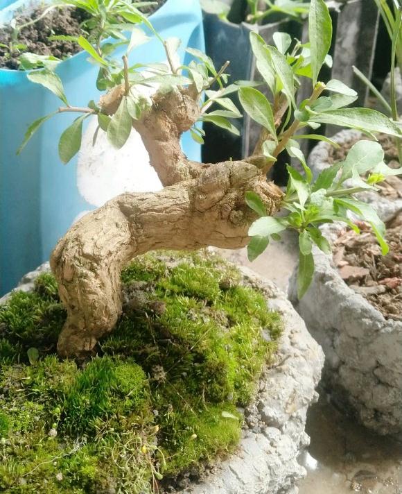 枸杞下山桩什么时候可以换盆