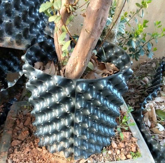 映山红下山桩生桩入盆1年 夏天差点死了