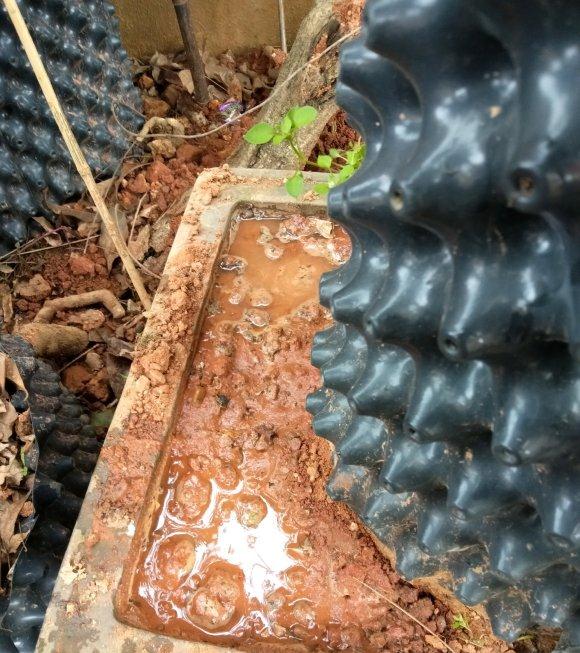 映山红下山桩生桩入盆1年 夏天差点死了
