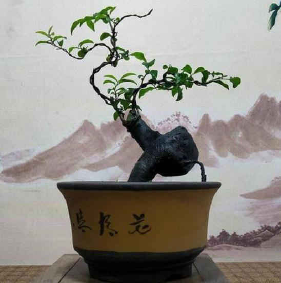 金弹子下山桩熟桩换盆用什么土