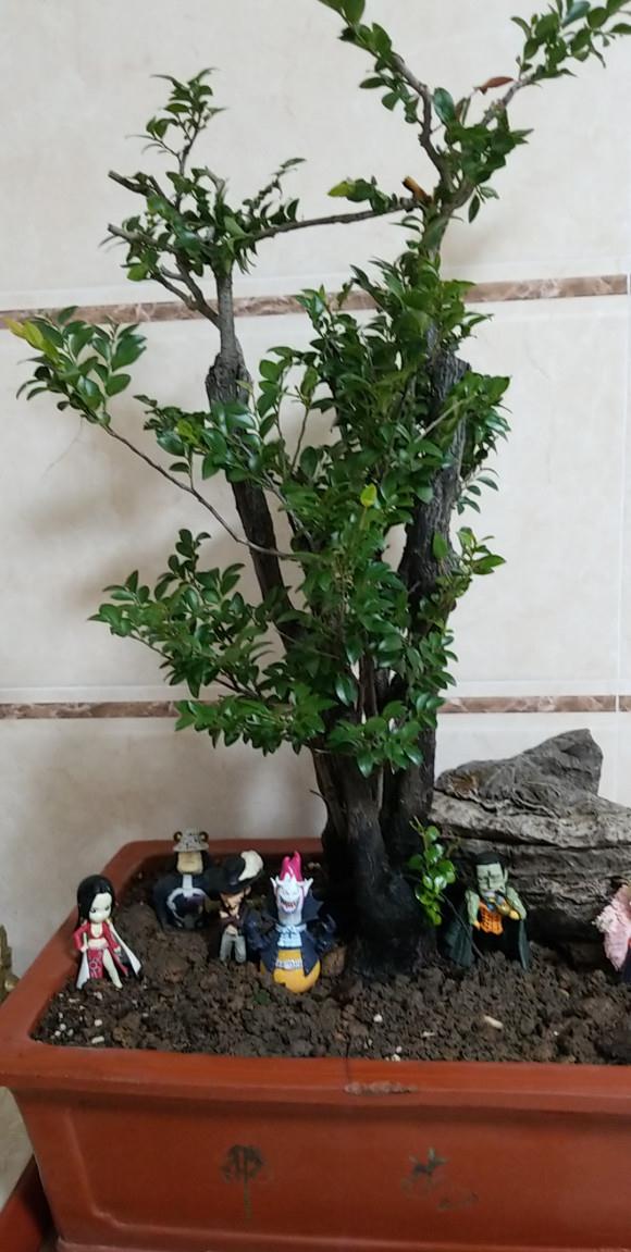 黑骨茶下山桩熟桩换盆用什么土