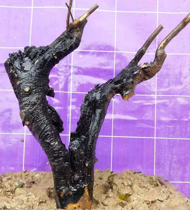 金弹子下山桩生桩沙培多久可以上盆