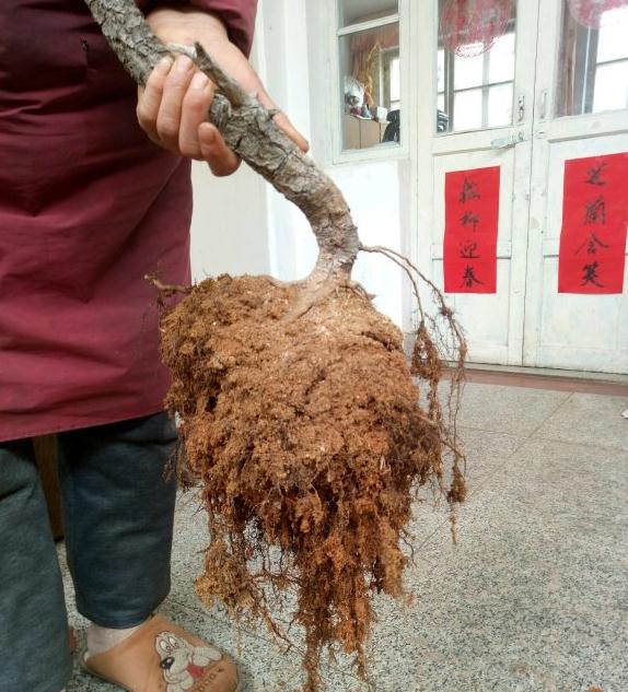 图解 黑松下山桩怎么换盆的过程