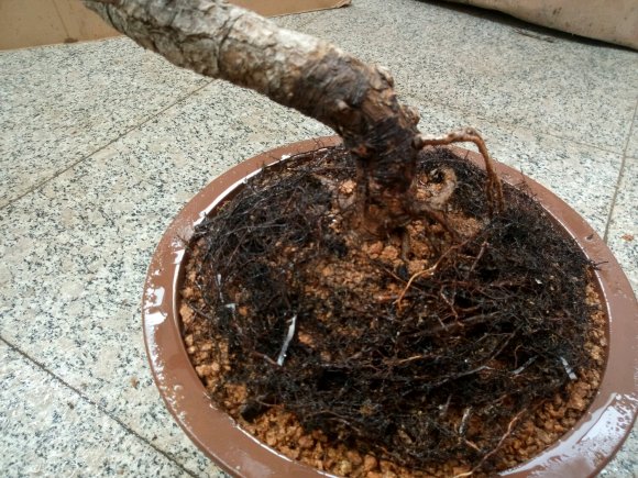 图解 黑松下山桩怎么换盆的过程