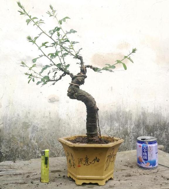 南雀下山桩扦插怎么换盆换土的方法