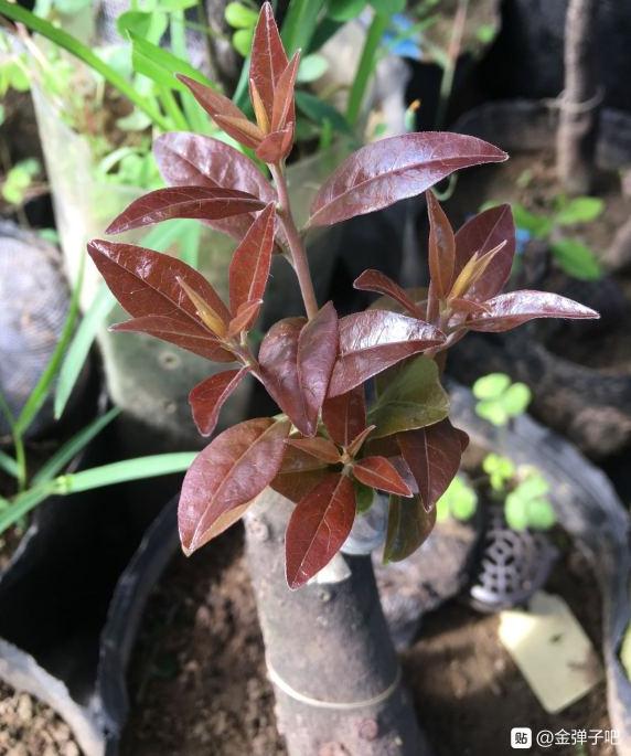 今天换盆血钻金弹子下山桩嫁接处断了