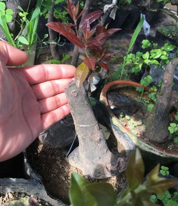 今天换盆血钻金弹子下山桩嫁接处断了