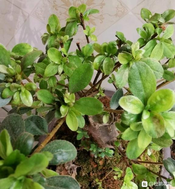 杜鹃花下山桩熟桩嫁接1个月 续掉光了