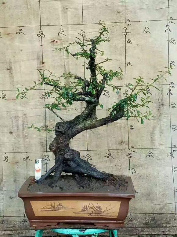 火棘下山桩熟桩上盆10天 叶子耷拉了