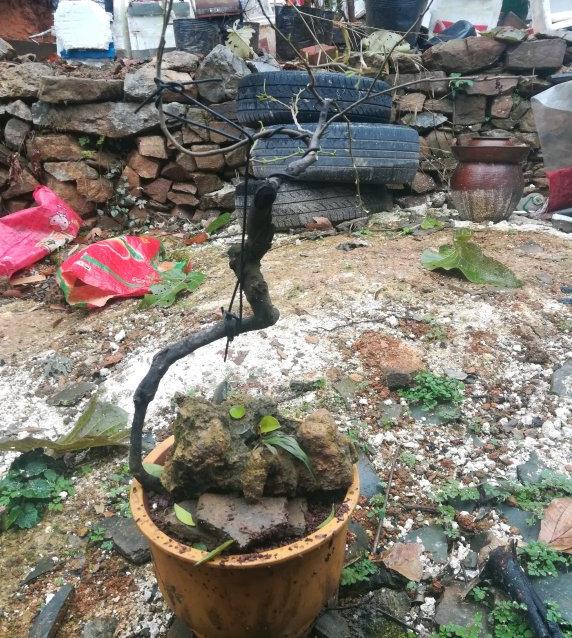 金弹子下山桩换盆脱衣