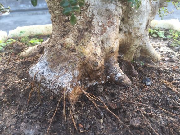 对节白蜡下山桩根部发白 怎么办 图片