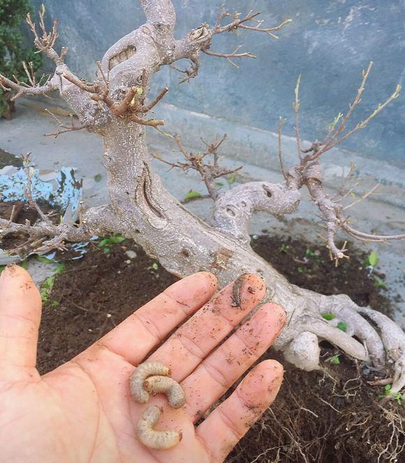 对节白蜡下山桩根部发白 怎么办 图片